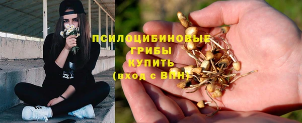 прущие грибы Абаза